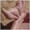 Little Dutch piepūšamais baseins ar vaļa asti – Pink – foto 4